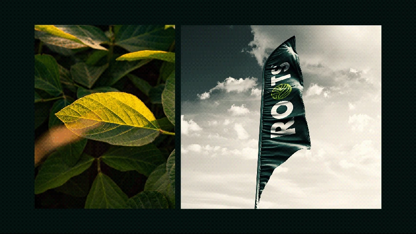 Roots — FMCG campaign by BRANDIZER, image 15